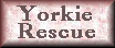 Yorkie Rescue